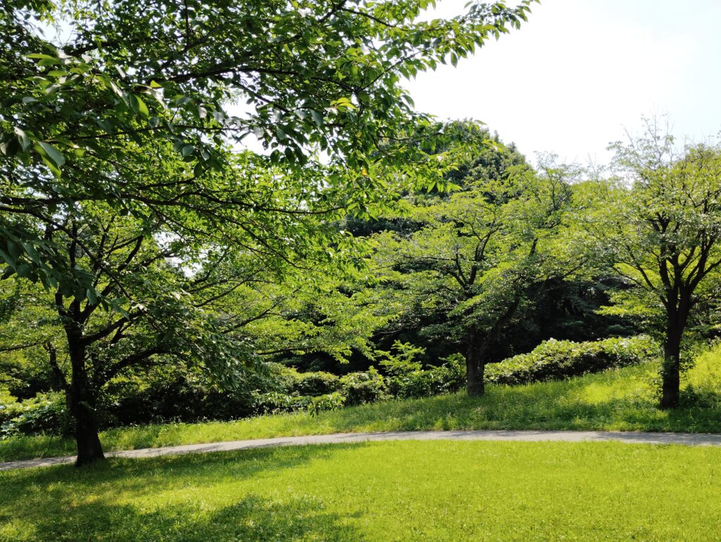 桜の木と緑の芝生